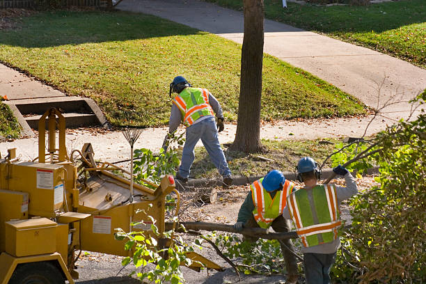 Best Lawn Pest Prevention  in Folsom, PA